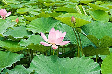 《碧海黑帆》开发日志：自定义装配